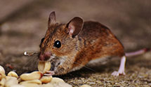 24 Hour & Emergency Exterminators in University, VA